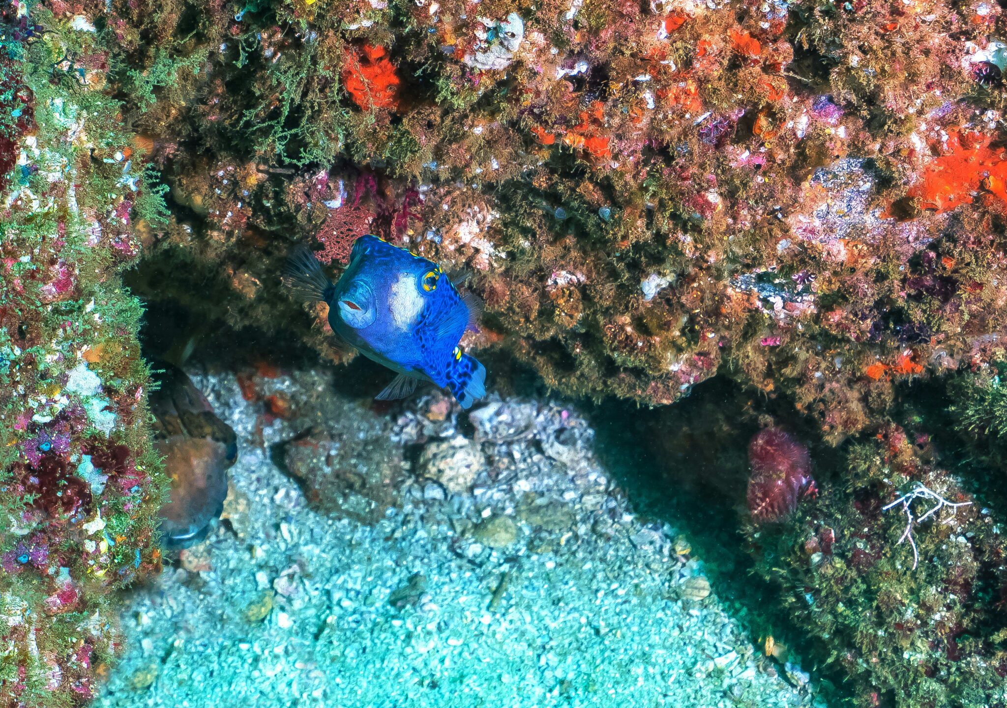 Diving the vibrant reefs of Roatán Bay Islands Honduras.