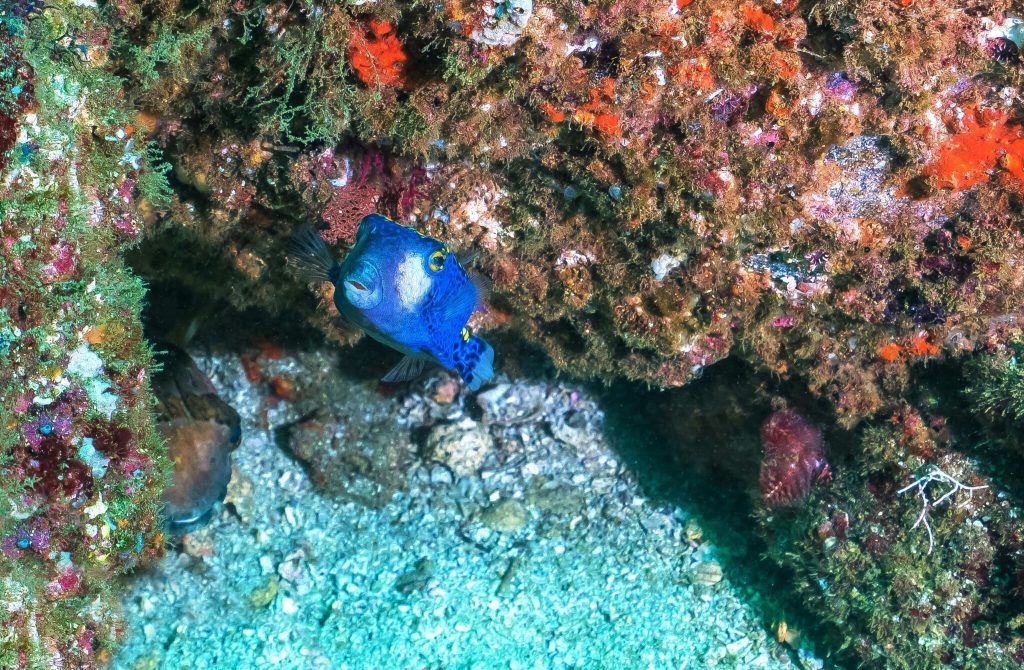 Diving the vibrant reefs of Roatán Bay Islands Honduras.